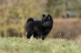SCHIPPERKE 794